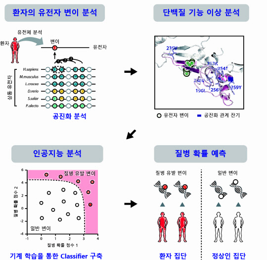 김상욱 교수 연구팀이 개발한 유전자 변이를 AI로 분석해 질병 유발 확률을 예측하는 기술 개념도.